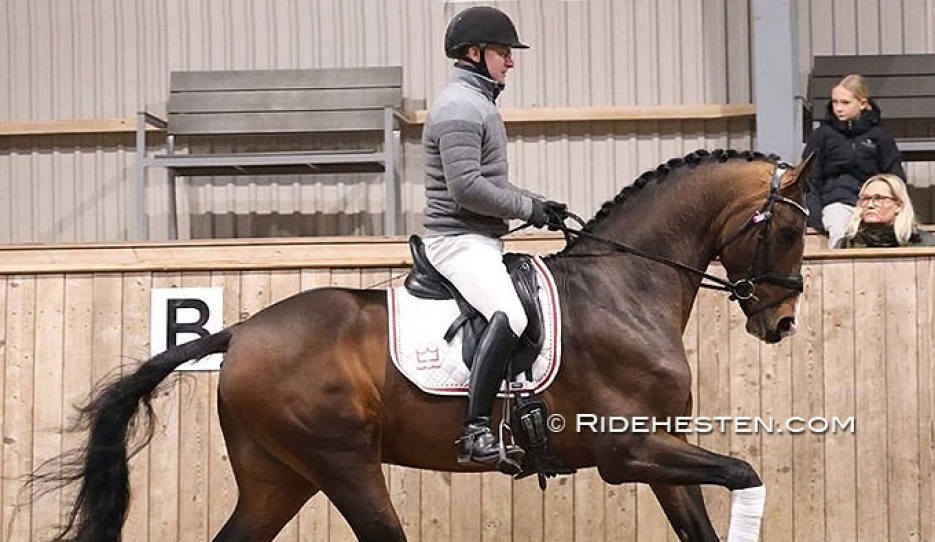Test rider Allan Gron on Souverain at the 2026 DWB performance test :: Photo © Ridehesten