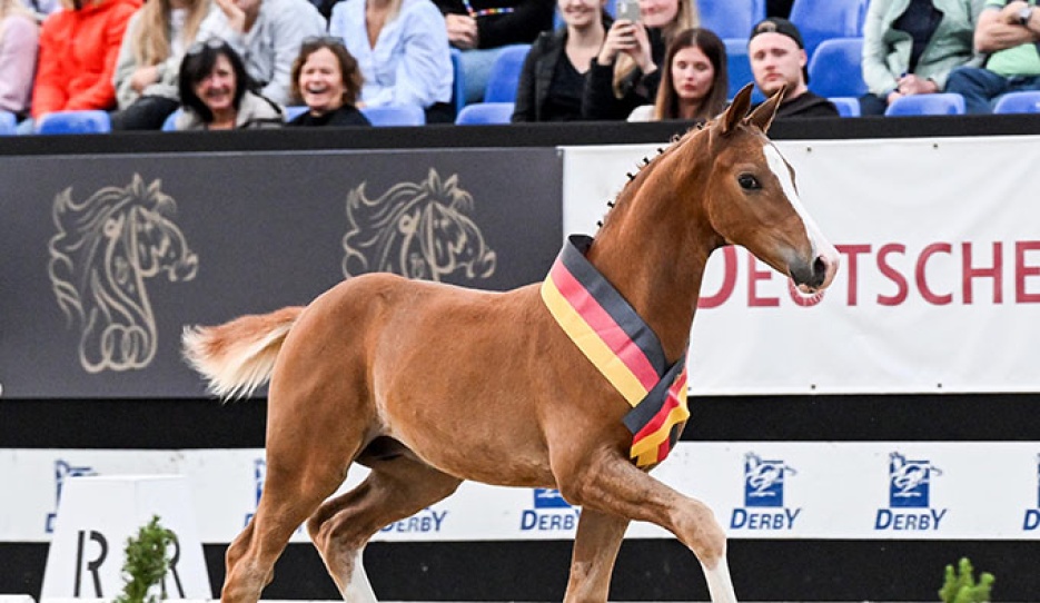 Foal auctioned during the Bundeschampionate