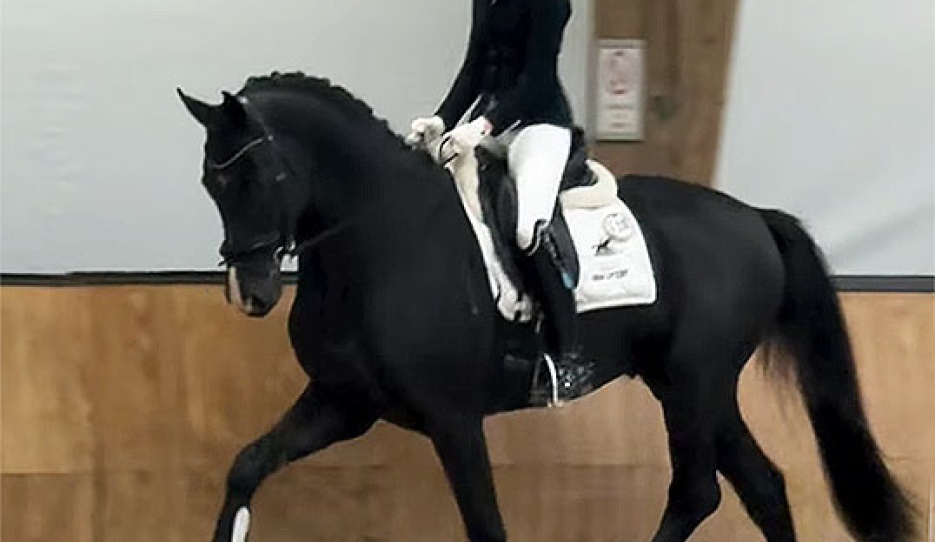 Dominique van Dalsen and Sir Vegas at the saddle presentation for the KWPN spring performance test