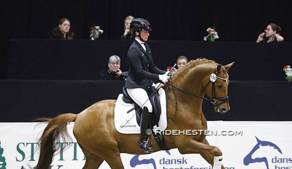 Daan G at the 2026 Danish warmblood stallion licensing :: Photo © Ridehesten