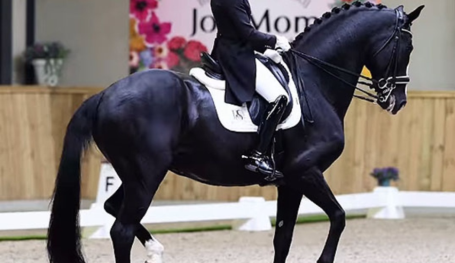 Marieke van der Putten and Jameson in the Intermediaire II at the 2026 CDN Lathum :: Photo © Equigeniek