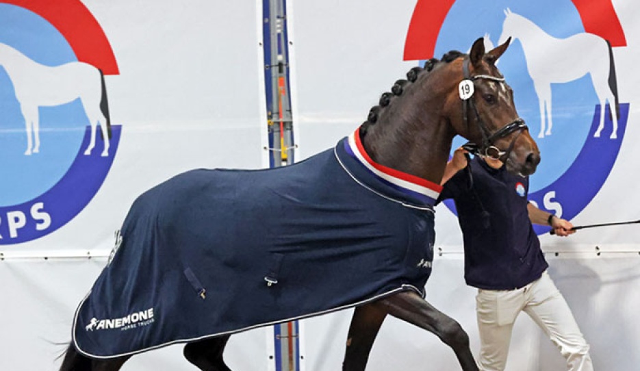 Doniro (by Donier x Double Dutch) :: Photos © Sandra Nieuwendijk