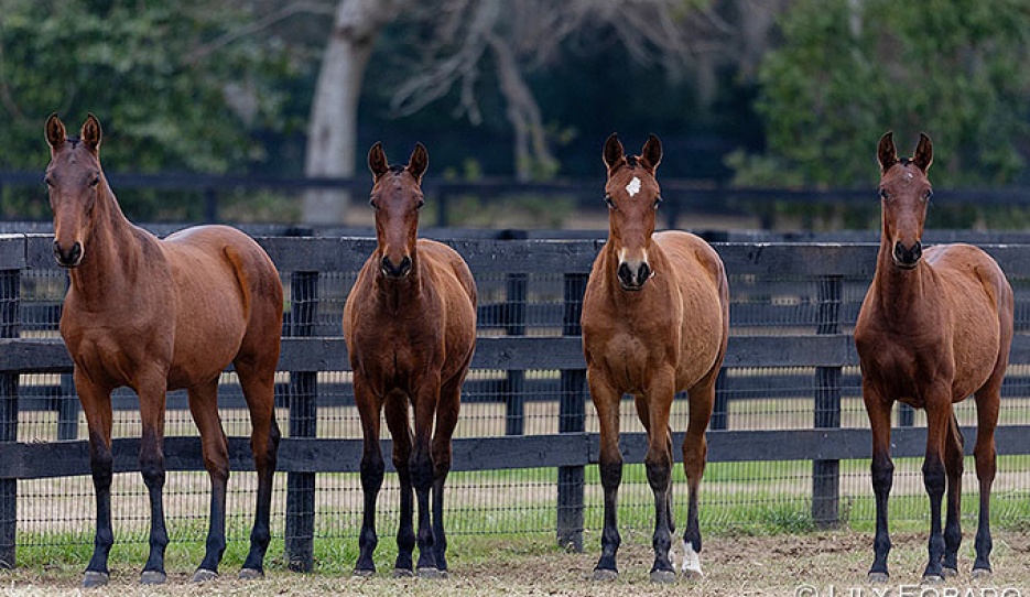 2025 US bred PRE horses at Hampton Green Farm, now turning yearlings :: Photo © Lily Forado