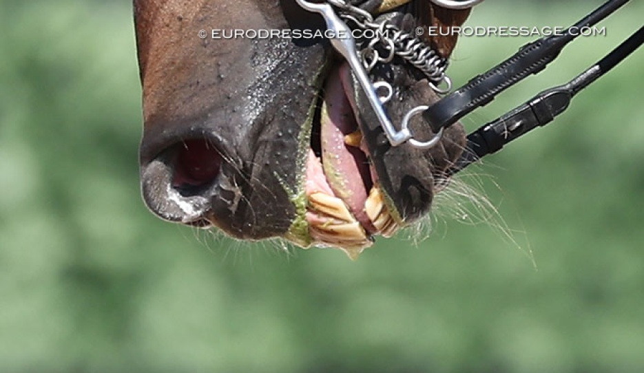 70% scoring horse showing bridle tension throughout the test :: Photo © Astrid Appels
