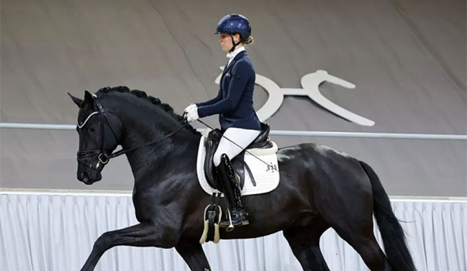 Sina Aringer on Grey Tonic at the Verden suitability test :: Photo courtesy Beckmann
