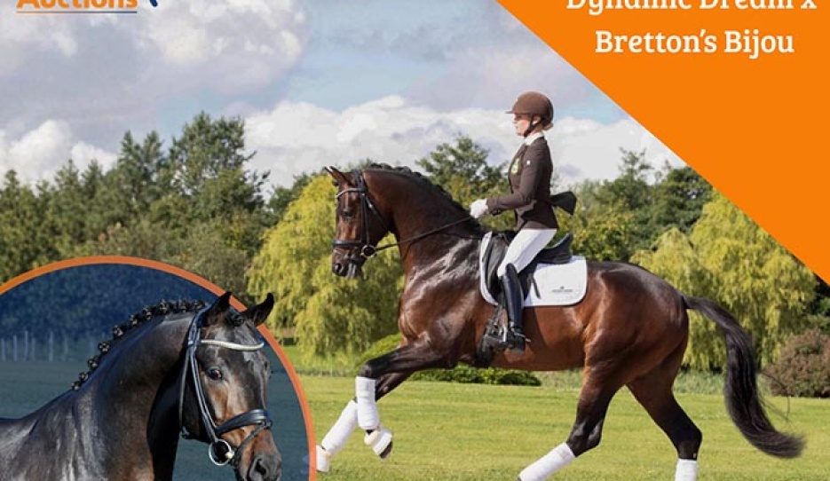 KWPN Online Broodmare & Embryo Auction!