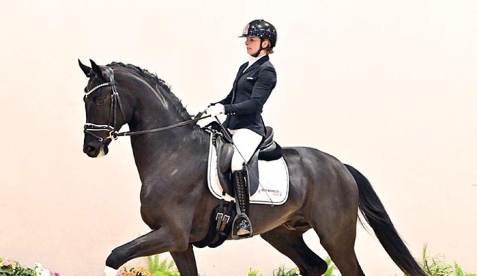 Licensed stallion Safir (2023, by Sir Donnerhall x Bretton Woods)