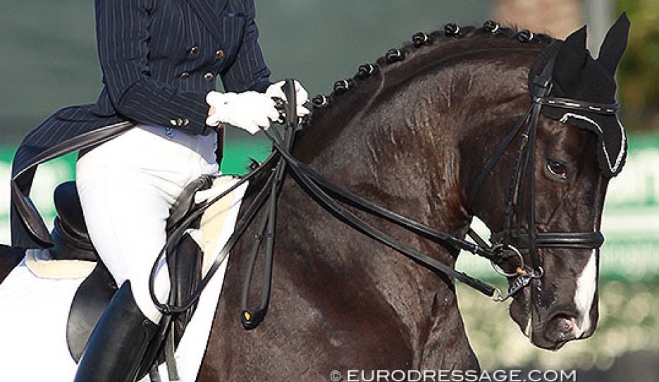 Hallmark at the 2015 CDI Wellington :: Photo © Astrid Appels