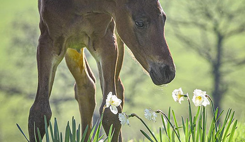 A Dynamic Dream foal born at Newton Stud in the U.K.
