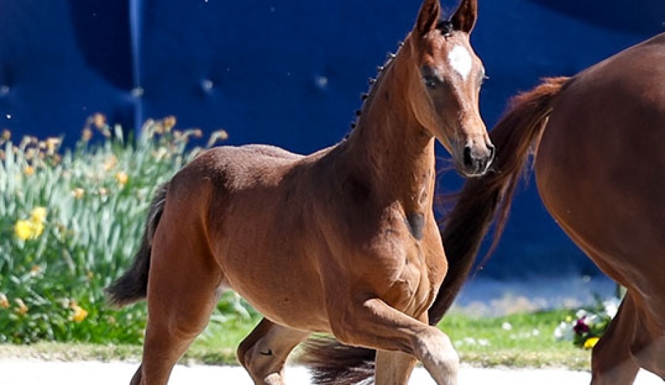 Estobar at the presentation this afternoon before the evening auction at 2026 CDI Hagen :: Photo © Astrid Appels