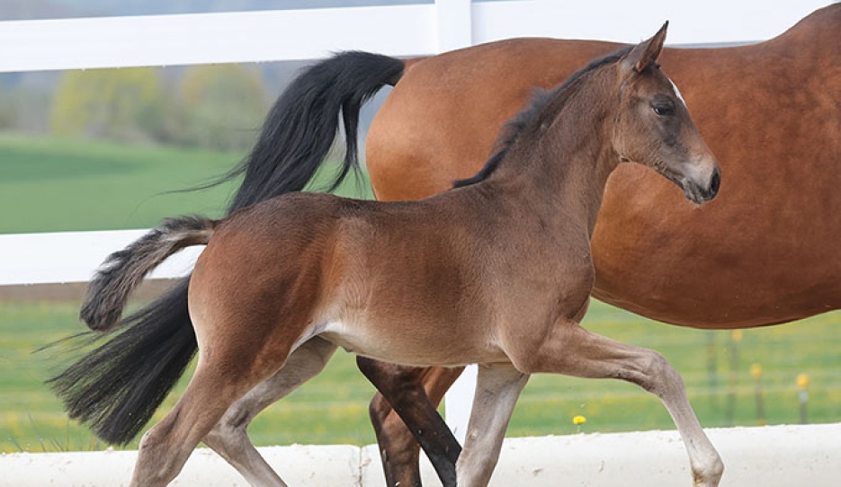 Zaubermaus (by Zacolar di Mantova - Sam Amour I - Rubinstein I) :: Photo © OLD-Art