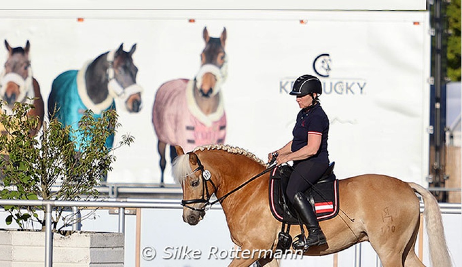 A rare picture in para sport nowadays: Austrian Michaela Ferringer’s Haflinger Stockholm (by Stelvio-Atlantic) being exercised by her trainer :: Photo © Silke Rottermann
