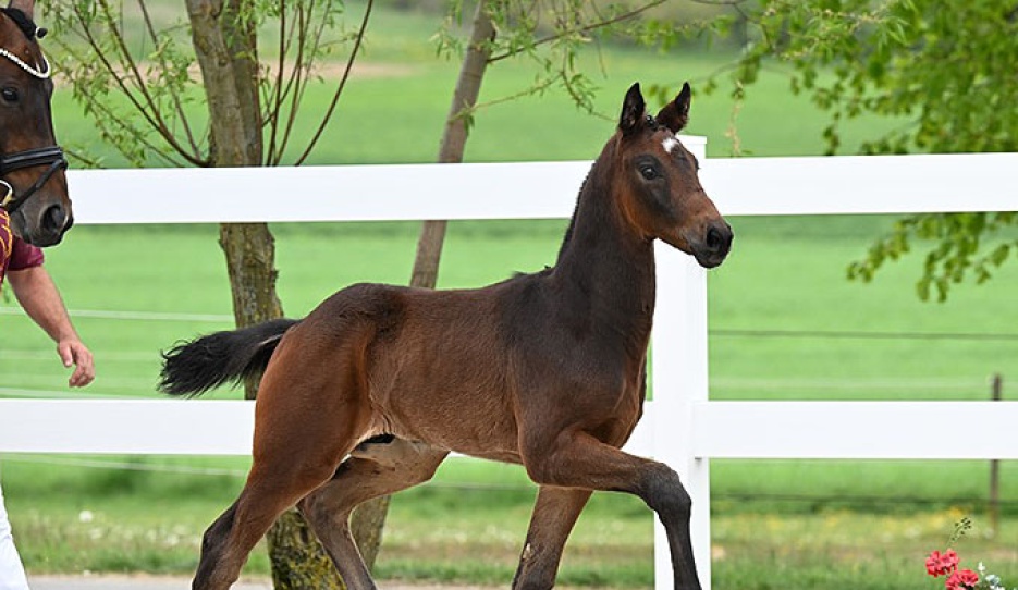 Touch of Success (by Tesino RS x Benetton Dream)