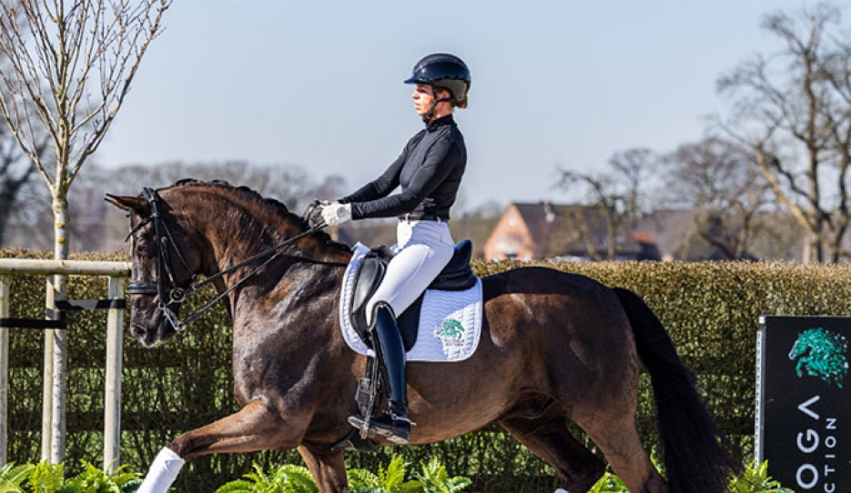 Lordswood Dancing Diamond III 