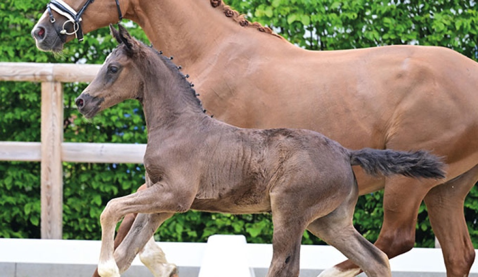 Dubarry (by Dream Boy x Escamillo)