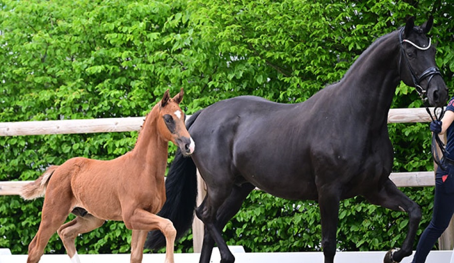 Top-priced horse Best of Bonds by Bonds - Vitalis, bred by Katrin Krüger