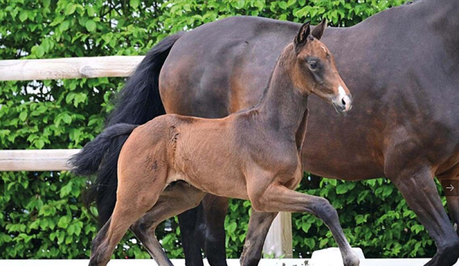 Prouden (by Proud James x Fursten-Look)