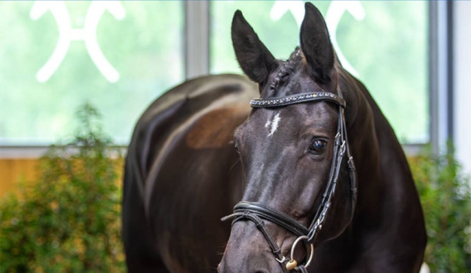 Bella Ciao HRH (by Bernay x Destano)