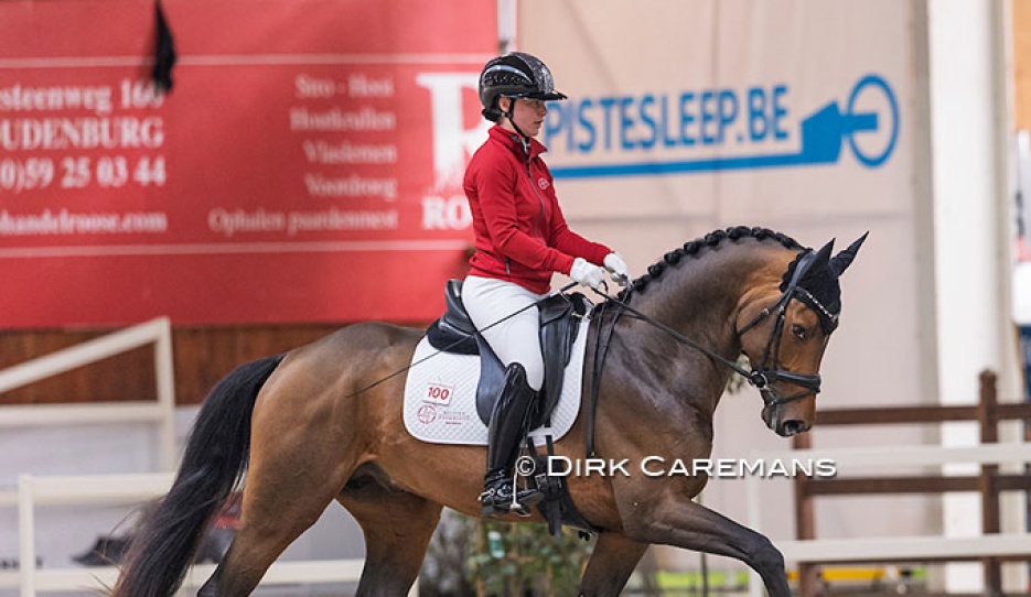 Velvet Begijnhoeve at the 2025 BWP Stallion Licensing saddle test in Lier :: Photo © Dirk Caremans