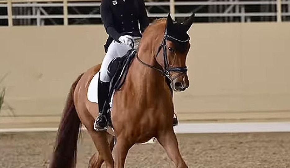 Miki Yang on Furst Fabelhaft, Lina Uzunhasan's Grand Prix horse which she sold to Akiko Yamazaki in December 2025