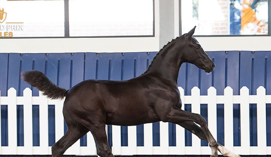 Winvasion VK (Zonik Plus x Damon Hill) Filly