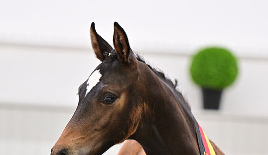 El Tri (by Erste Sahne x Belantis x Samba Hit) :: Photo © Bjorn Schroeder
