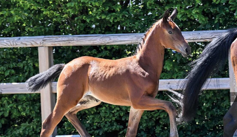 Venice (by Verbier x Stedinger)