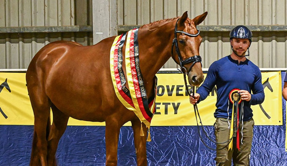 Ophelia was named supreme champion at the 2026 British Hanoverian annual show