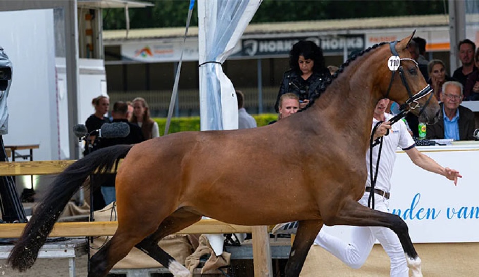 Tiger Lilly Nomia  at the 2026 KWPN Mare Championship :: Photo © Digishots