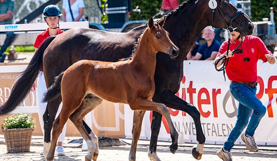 Vantastisch (by Vjento x Ampere) :: Photo © Recki Media