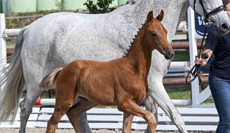 Iglesias (by Independent x Furstenball) 