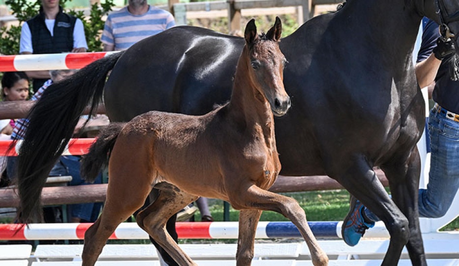 #9 Soleija Jane filly (by Seacrest - Feinrich - De Niro)