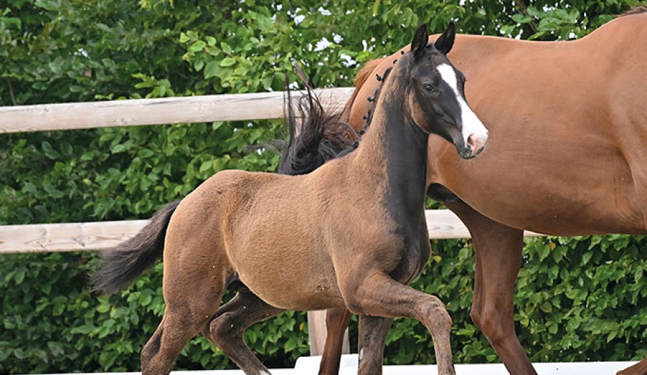 Ti Amor (by Total PS x Vivaldos x His Highness)