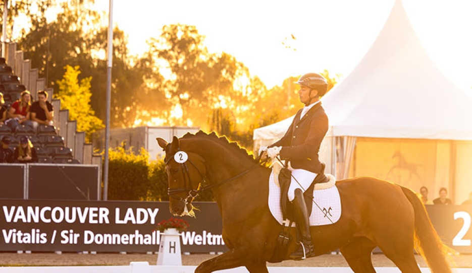 Vancouver Lady in the auction while the sun was setting at the 2026 WCYH :: Photo © Hannoveraner Verband
