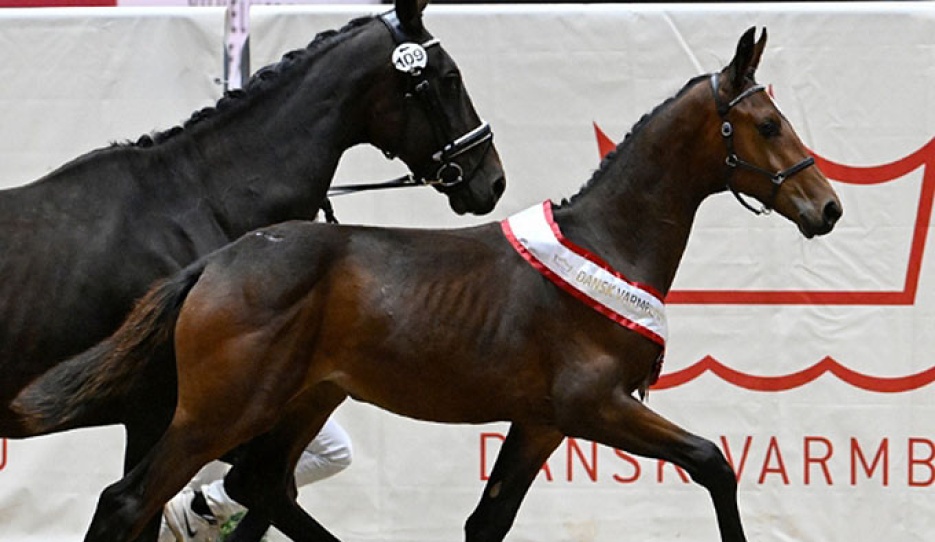 Kamar's Etcetera Noir Hit :: Photo © Ridehesten