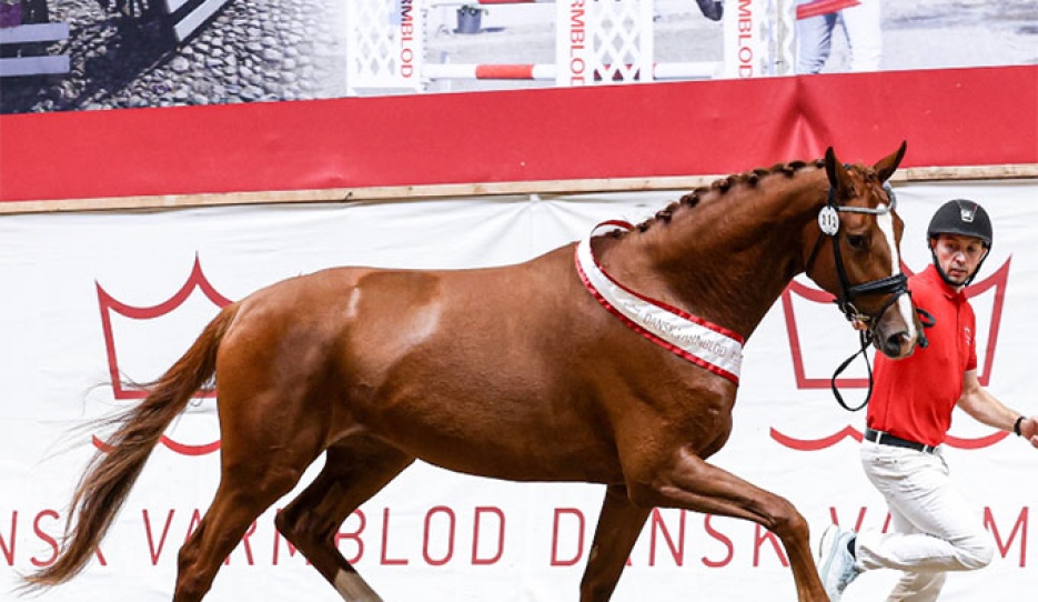 Nordstrands Femme Fetale is the 2026 Danish Warmblood elite mare champion :: Photo © Ridehesten