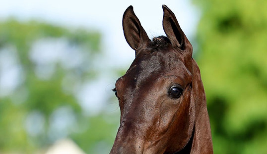 Stal Brouwer Auctions to Close the Auction Season with 90 Foals in Tolbert