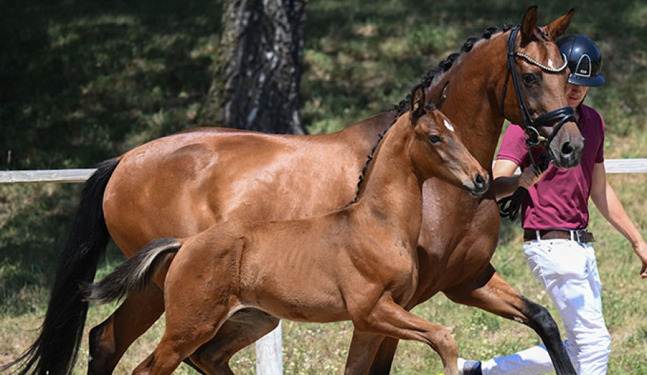 Dream For Life (by Dream Boy x Veneziano) :: Photo © Hubert Fischer