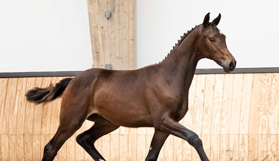 Walicitie T (by For Romance x Vivaldi)