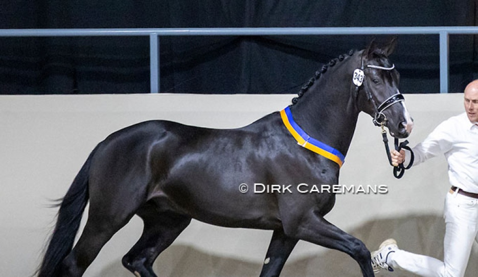 Omar Sharif at the 2022 KWPN Stallion Licensing :: Photo © Dirk Caremans