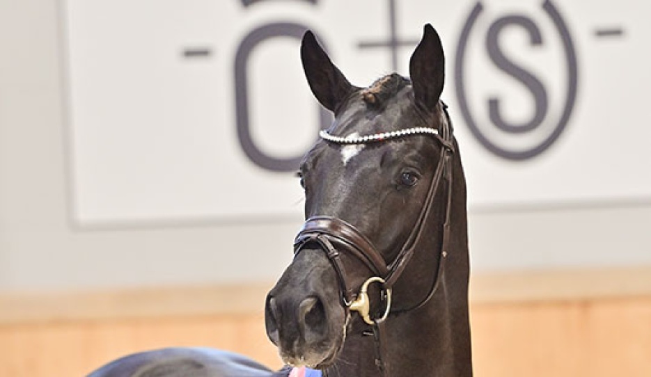 Bon Esprit, the 2023 Oldenburg licensing champion :: Photo © OLD Art