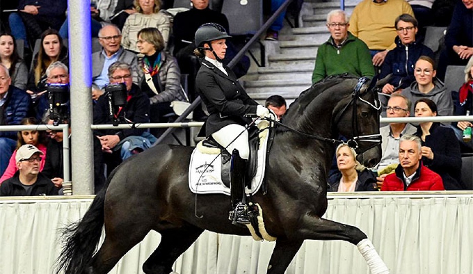 Expectation PS at the Private Stallion Show in Verden in 2024 :: Photo courtesy PS/VDL