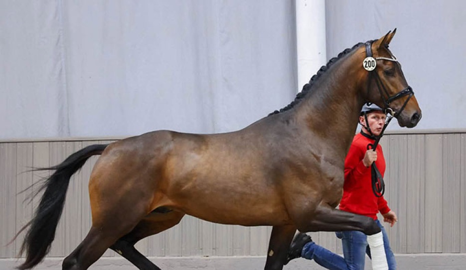The Hanoverian bred Vitalis / Escolar / Romanov that got accepted to the 2026 Westfalian Stallion Licensing :: Photo © Recki