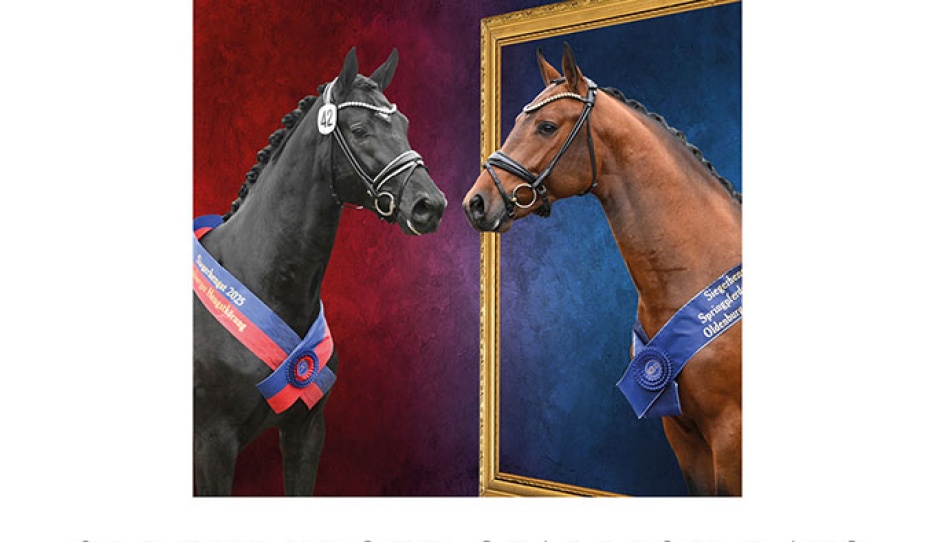 2026 Oldenburg Stallion Licensing in Vechta