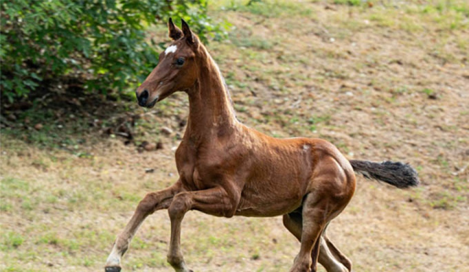 Varon M (by Von und Zu x Furst Belissaro)