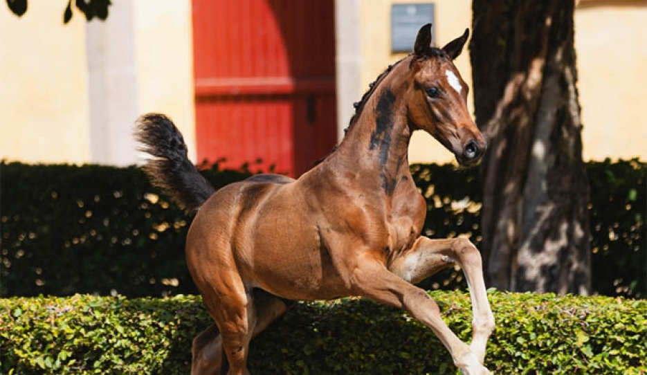 Dreamcesse VH (by Dynamic Dream x Dalwhinnie) 