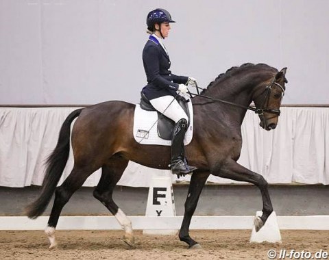 Annabel Rootveld on the British bred and Dutch owned Wedgwood (by Wild Child x Florencio)