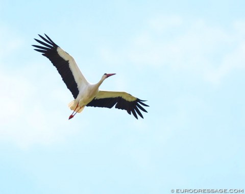 A stork fly-by