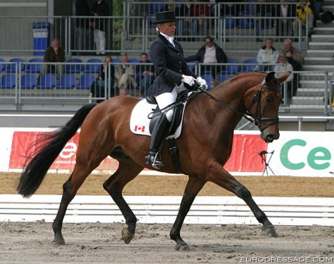 Foto Tyme (by Florestan x Delphi) - Shown in Verden by Canadian Evi Strasser. The horse sold to Great Britain and was renamed "Hiscox Artemis". He became Richard Davison's 2012 Olympic Games horse. Sold to Philine von Bremen as a schoolmaster. 