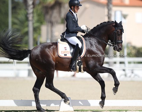 The highest placed Spanish junior in the individual test: Javier Guillen Callejas aboard the PRE bred Resuelto As (by Barquero XXVI)